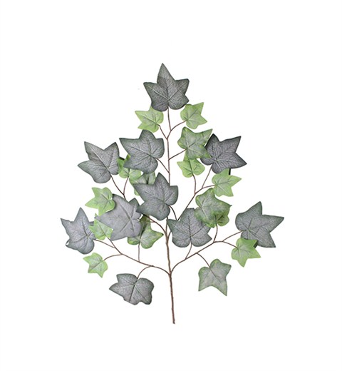 植毛绿蕃茨