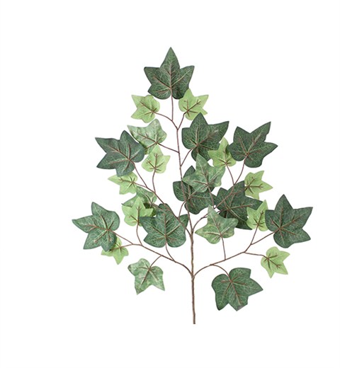 植毛绿蕃茨