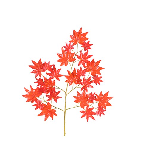 红枫