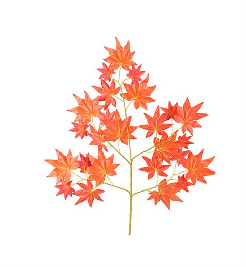 红枫