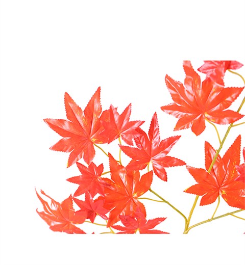 红枫