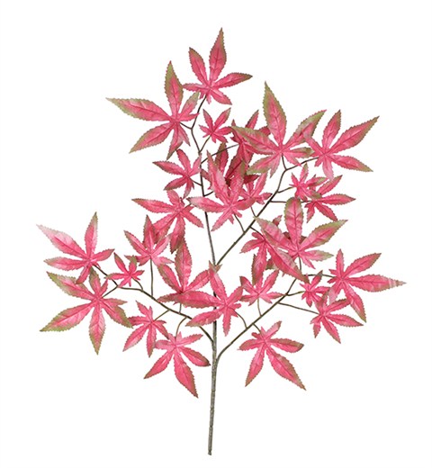 红底羽毛枫
