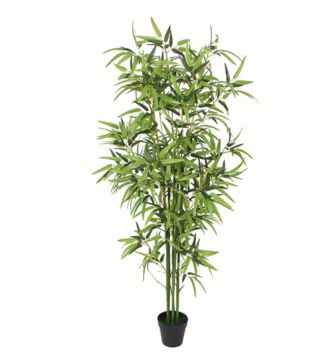 6杆金竹四季竹