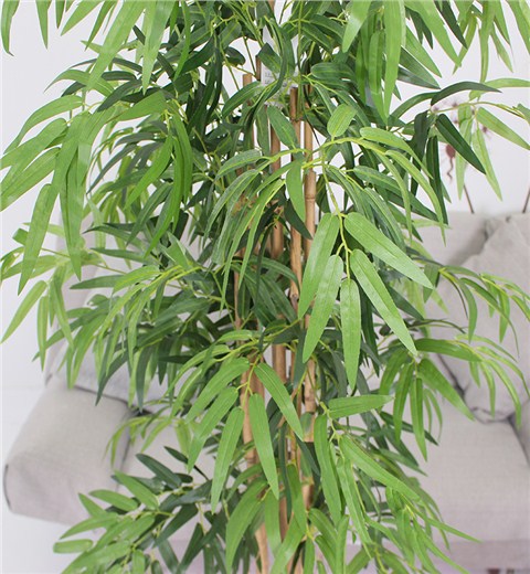 1.5米中号竹