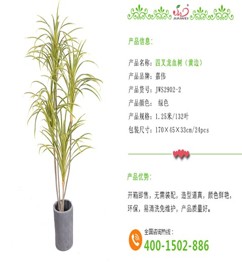 四叉龙血树（黄边）
