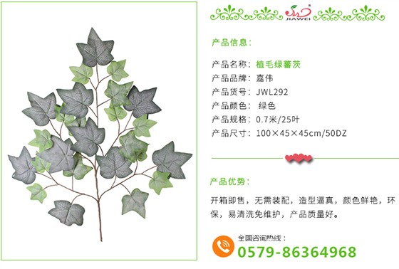 植毛绿蕃茨 
