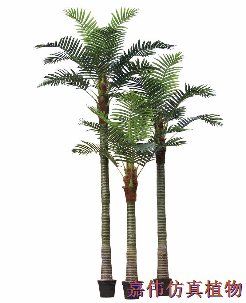 B型椰子树