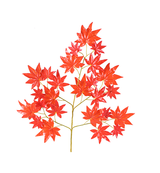 红枫