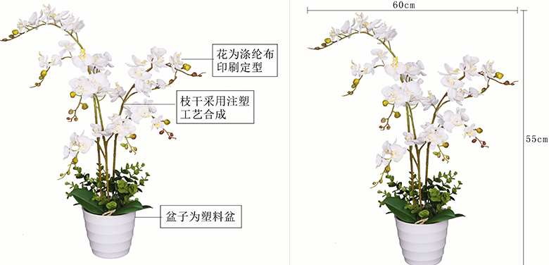 迷你三叉蝴蝶兰