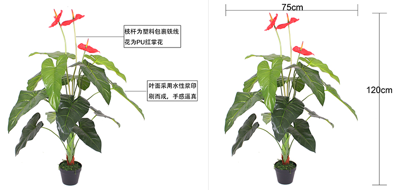 四尺盆栽红掌