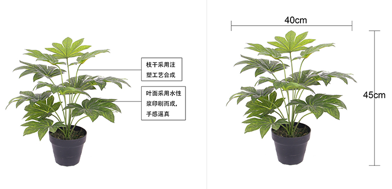 12头迷你八角金盘