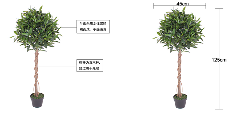 小单头橄榄树