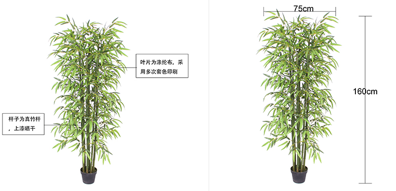 六叉四季竹